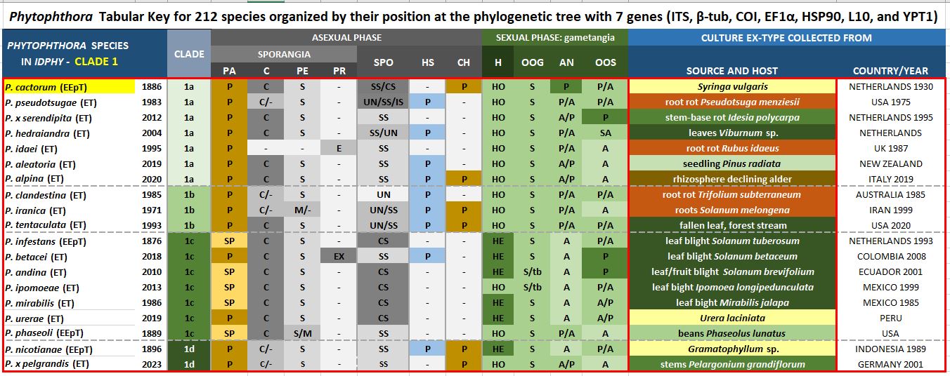    Phytophthora  spp. in subclade 1a:  Morphological Tabular key (PDF) and Tabular key legends (PDF) in IDphy2 KEY SECTION. Notice the data of   P. cactorum  selected specimen CBS 231.30 = Samp;T BL 9 . Gloria Abad, USDA Samp;T.
